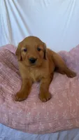 Pumpkin AKC 🧡, a female Golden Retriever for sale in San Francisco, CA – 10 of 10