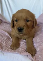 Molly AKC 🌸, a female Golden Retriever for sale in San Francisco, CA – 3 of 9