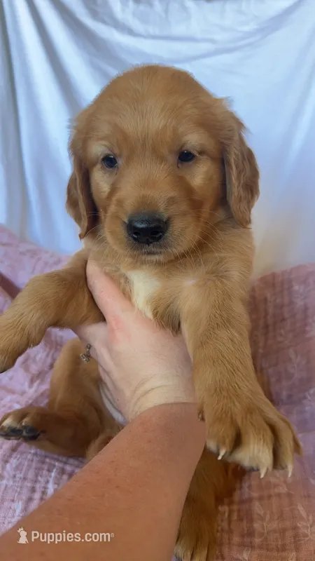 Kacey AKC 🌀 – Golden Retriever puppy for sale in San Francisco, CA