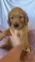 Kacey AKC 🌀, a female Golden Retriever for sale in San Francisco, CA – 5 of 8
