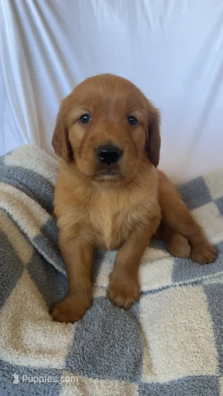 Ron AKC ❤️ – Golden Retriever puppy for sale in San Francisco, CA