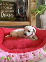 Polar Bear, a male Chihuahua and Miniature Dachshund for sale in Springtown, TX – Photo 5 of 6