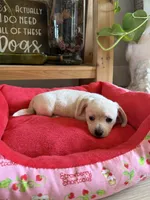 Polar Bear, a male Chihuahua and Miniature Dachshund for sale in Springtown, TX – Photo 6 of 6