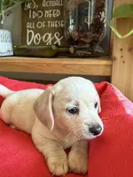 Polar Bear, a male Chihuahua and Miniature Dachshund for sale in Springtown, TX – Photo 1 of 6