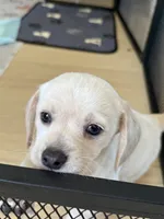 Polar Bear, a male Chihuahua and Miniature Dachshund for sale in Springtown, TX – Photo 3 of 6