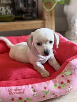 Polar Bear, a male Chihuahua and Miniature Dachshund for sale in Springtown, TX – Photo 2 of 6