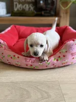Polar Bear, a male Chihuahua and Miniature Dachshund for sale in Springtown, TX – Photo 4 of 6