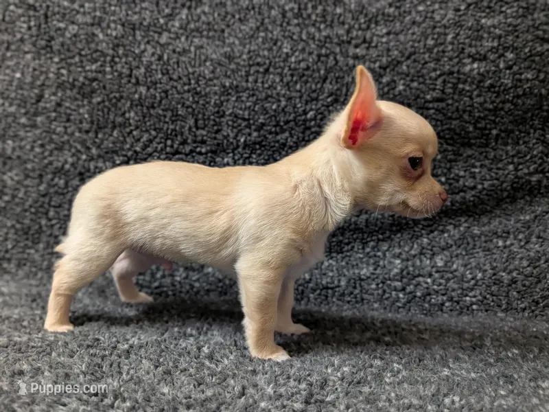 Ace – Chihuahua puppy for sale in Tampa, FL