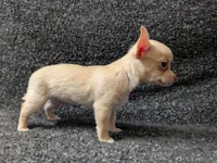 Ace, a male Chihuahua for sale in Tampa, FL – Photo 1 of 7