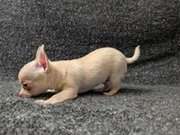 Ace, a male Chihuahua for sale in Tampa, FL – Photo 4 of 7