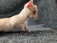 Ace, a male Chihuahua for sale in Tampa, FL – Photo 3 of 7