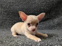 Ace, a male Chihuahua for sale in Tampa, FL – Photo 2 of 7