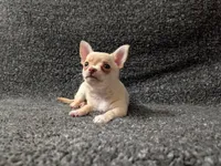 Ace, a male Chihuahua for sale in Tampa, FL – Photo 5 of 7