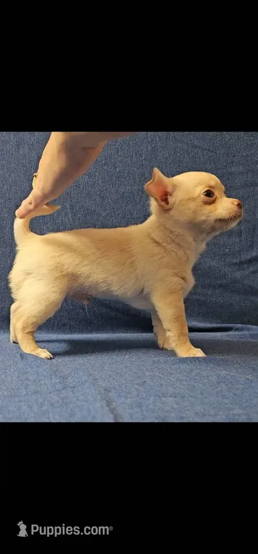 Ace – Chihuahua puppy for sale in Tampa, FL