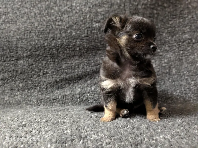 Blackjack – Chihuahua puppy for sale in Tampa, FL