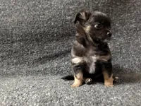 Blackjack, a male Chihuahua for sale in Tampa, FL – Photo 3 of 10