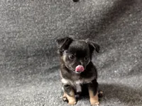 Blackjack, a male Chihuahua for sale in Tampa, FL – Photo 4 of 10