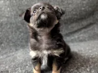 Blackjack, a male Chihuahua for sale in Tampa, FL – Photo 2 of 10