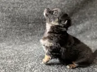 Blackjack, a male Chihuahua for sale in Tampa, FL – Photo 5 of 10