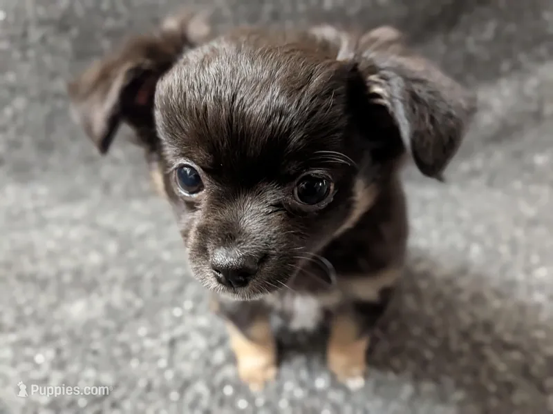 Blackjack – Chihuahua puppy for sale in Tampa, FL