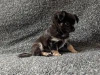 Blackjack, a male Chihuahua for sale in Tampa, FL – Photo 6 of 10