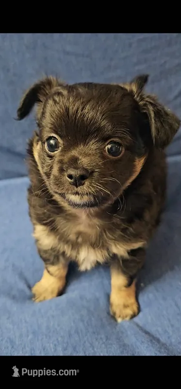 Black jack – Chihuahua puppy for sale in Tampa, FL