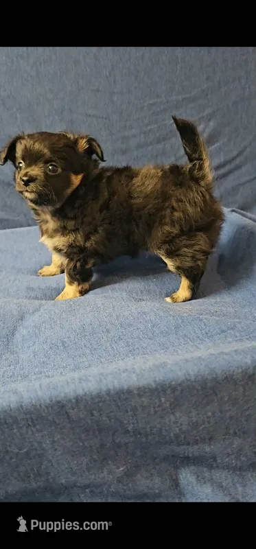 Blackjack – Chihuahua puppy for sale in Tampa, FL