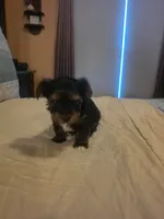 Halo , a male Yorkshire Terrier for sale in Taylorsville, NC – 9 of 9