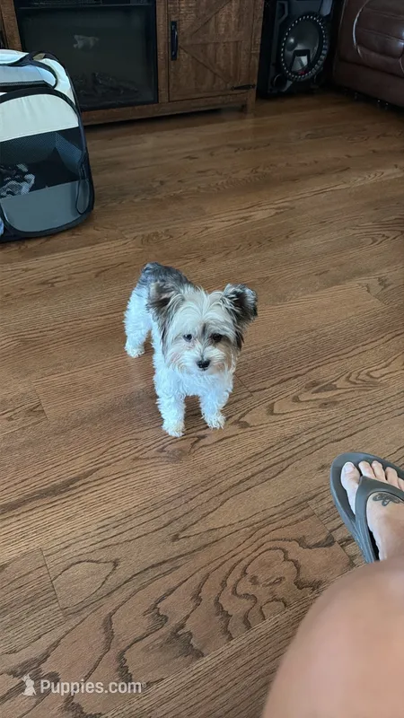 Halo  – Yorkshire Terrier puppy for sale in Taylorsville, NC