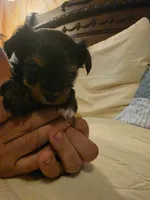 Halo , a male Yorkshire Terrier for sale in Taylorsville, NC – 8 of 9