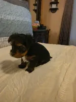 Halo , a male Yorkshire Terrier for sale in Taylorsville, NC – 7 of 9