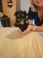 Halo , a male Yorkshire Terrier for sale in Taylorsville, NC – 4 of 9