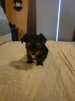 Halo , a male Yorkshire Terrier for sale in Taylorsville, NC – 5 of 9