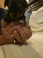 Halo , a male Yorkshire Terrier for sale in Taylorsville, NC – 3 of 9