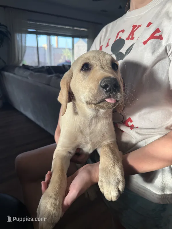Labrador retrievers  – Labrador Retriever puppy for sale in Hanford, CA