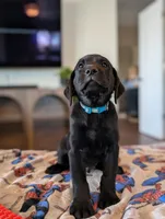 Labrador retrievers , a male Labrador Retriever for sale in Hanford, CA – 2 of 2