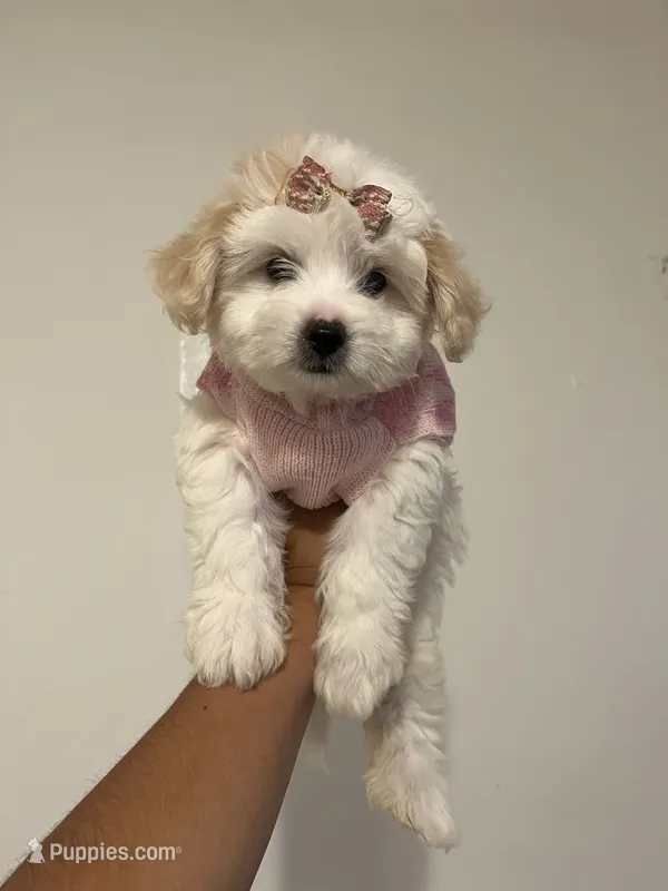 Bella – Maltipoo puppy for sale in Long Beach, CA