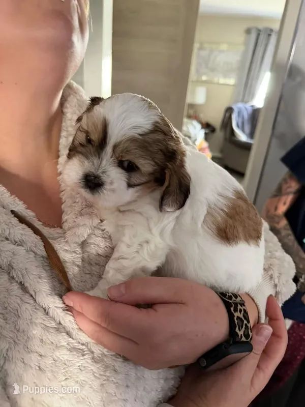 Ginger  – Maltipoo puppy for sale in Long Beach, CA