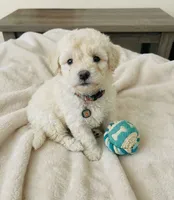 Smile, a male Maltipoo and Poodle - Toy  for sale in Long Beach, CA – 2 of 2