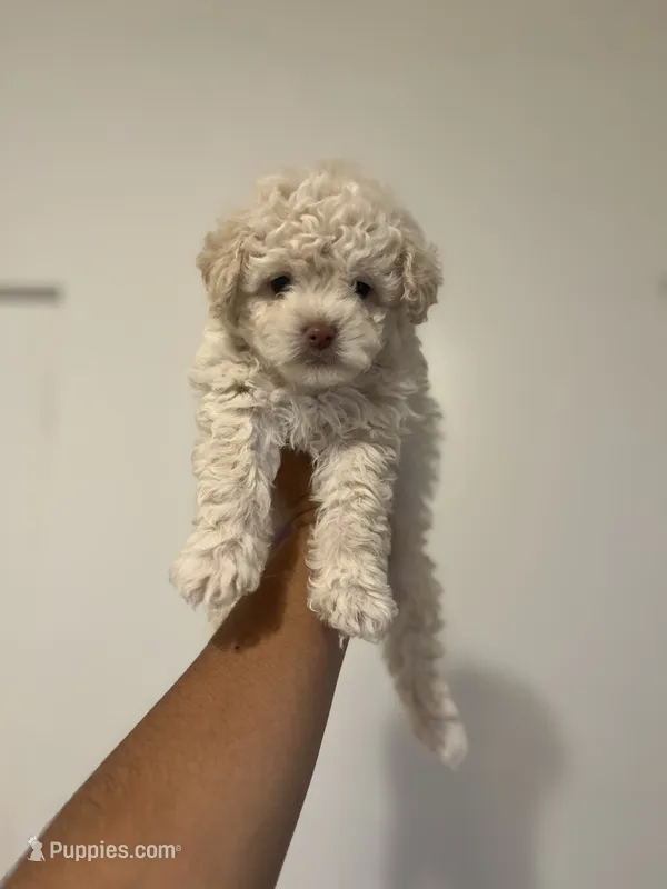 Max  – Maltipoo puppy for sale in Long Beach, CA