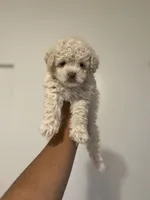 Max , a male Maltipoo for sale in Long Beach, CA – 1 of 1
