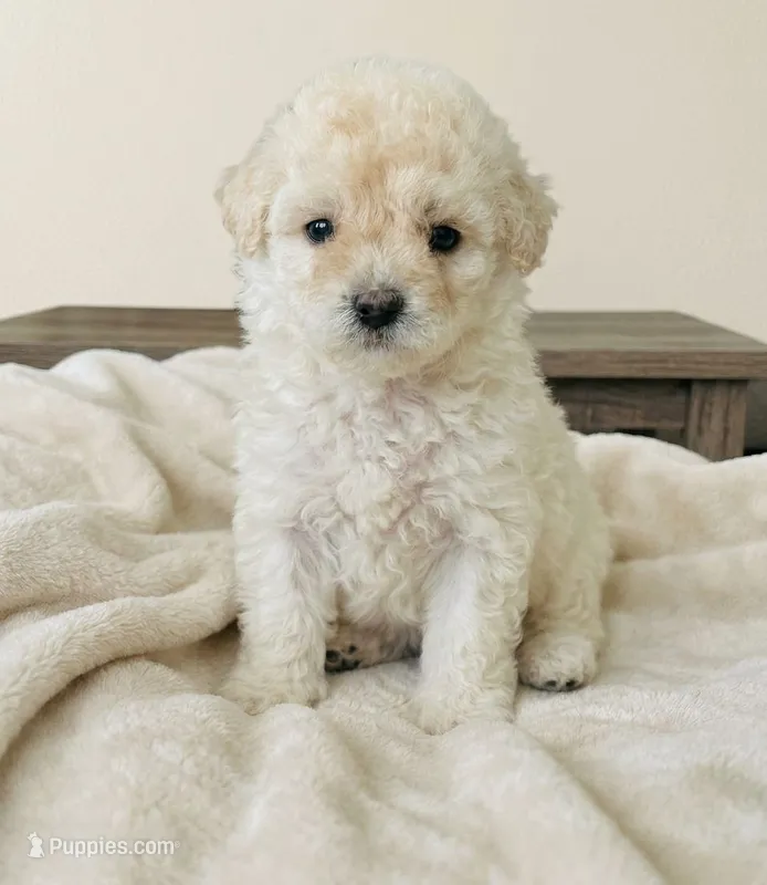 Smile – Maltipoo, Poodle - Toy  puppy for sale in Long Beach, CA