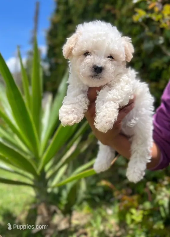 Ted – Maltipoo puppy for sale in Long Beach, CA
