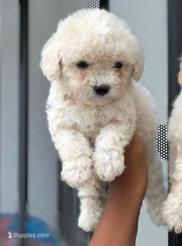 Nimo – Maltipoo puppy for sale in Long Beach, CA