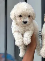 Nimo, a male Maltipoo for sale in Long Beach, CA – 1 of 1