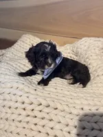 Tucker, a male Cockapoo for sale in Anderson, AL – 2 of 3