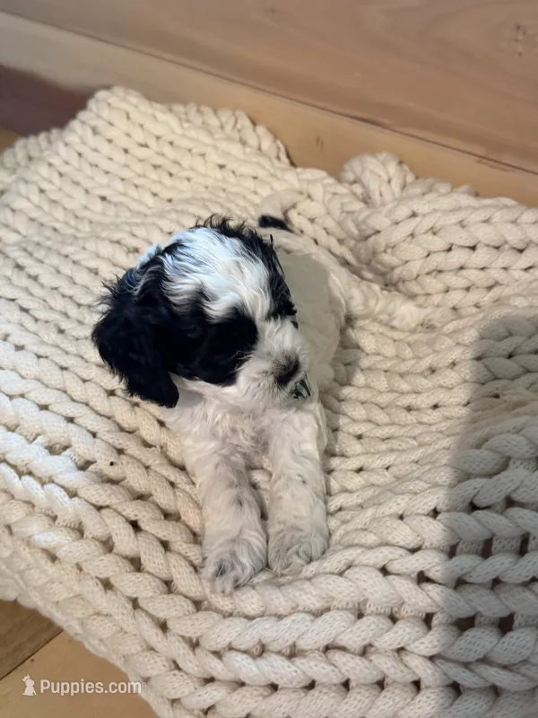 Johnny  – Cockapoo puppy for sale in Anderson, AL