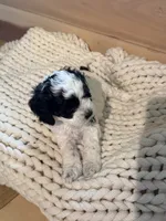 Johnny , a male Cockapoo for sale in Anderson, AL – 1 of 3