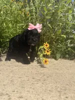 Mabel, a female Cockapoo for sale in Anderson, AL – 3 of 3