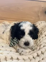 Johnny , a male Cockapoo for sale in Anderson, AL – 2 of 3